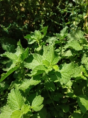 Marrubieae