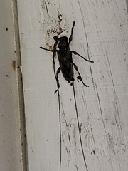 Acanthocinus nodosus