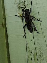 Acanthocinus nodosus