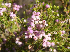Erica hirtiflora hirtiflora