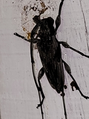 Acanthocinus nodosus