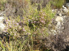 Erica hirtiflora hirtiflora