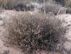 Amphiglossa susannae