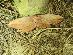 Eacles imperialis nobilis