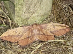 Eacles imperialis nobilis