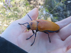Julodimorpha saundersii