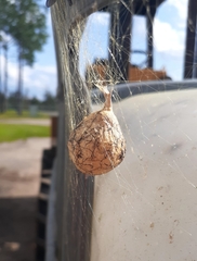 Argiope aurantia image