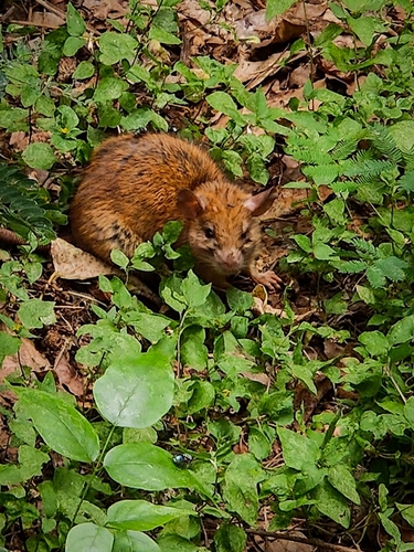 Indian Bush Rat