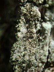 Chaenotheca phaeocephala