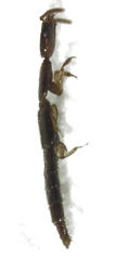 Whangareiella fulvipes
