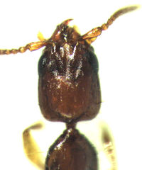 Whangareiella fulvipes
