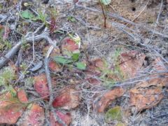 Drosera magna