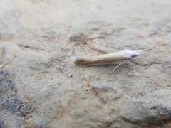 Coleophora albella