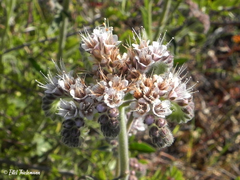 Phacelia secunda