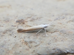 Coleophora albella