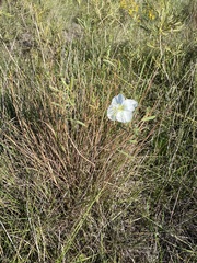 Oenothera nuttallii