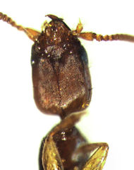 Whangareiella fulvipes