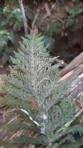 Trichomanes cupressoides observed 2021-05-16