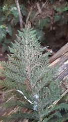 Trichomanes cupressoides