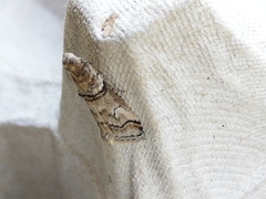 Acrobasis romanella