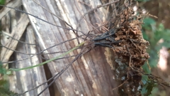 Trichomanes cupressoides