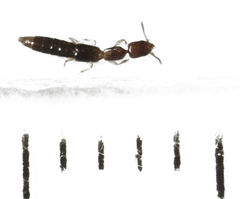 Whangareiella fulvipes