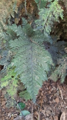 Trichomanes cupressoides