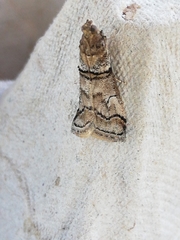 Acrobasis romanella