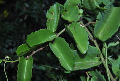 Cissus rotundifolia rotundifolia