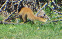Cynictis penicillata penicillata