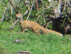 Cynictis penicillata penicillata