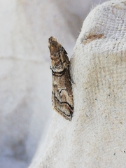 Acrobasis romanella