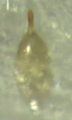 Whangareiella fulvipes