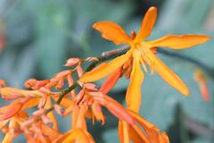 Crocosmia aurea aurea
