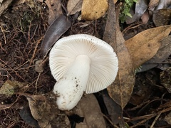 Russula alboareolata