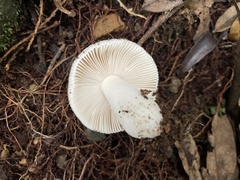 Russula alboareolata