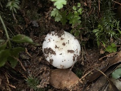 Russula alboareolata