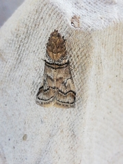 Acrobasis romanella