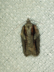 Acleris youngana