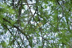 Pericrocotus cinnamomeus