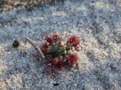 Drosera eneabba