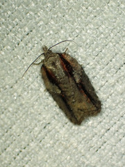 Acleris youngana