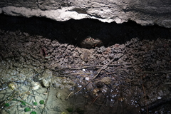 Hoplobatrachus chinensis
