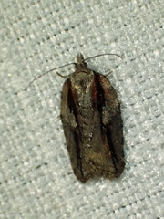 Acleris youngana
