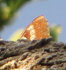 Charaxes brutus natalensis