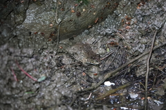 Hoplobatrachus chinensis