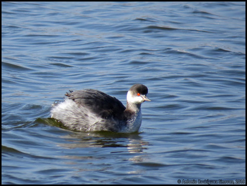 Foto de Black-necked Grebe
