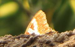 Charaxes brutus natalensis