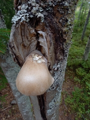 Pholiota heteroclita