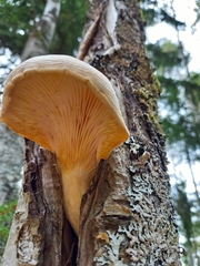 Pholiota heteroclita